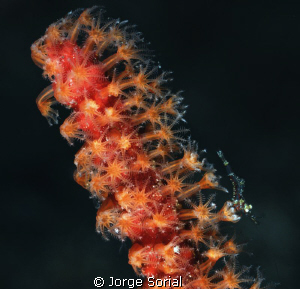 Shrimp in a scarlet sea fan by Jorge Sorial 